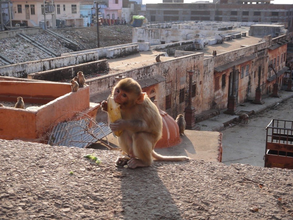 把頂樓還給猴子，把地板歸老鼠，我喜歡印度人對待動物的可愛之處