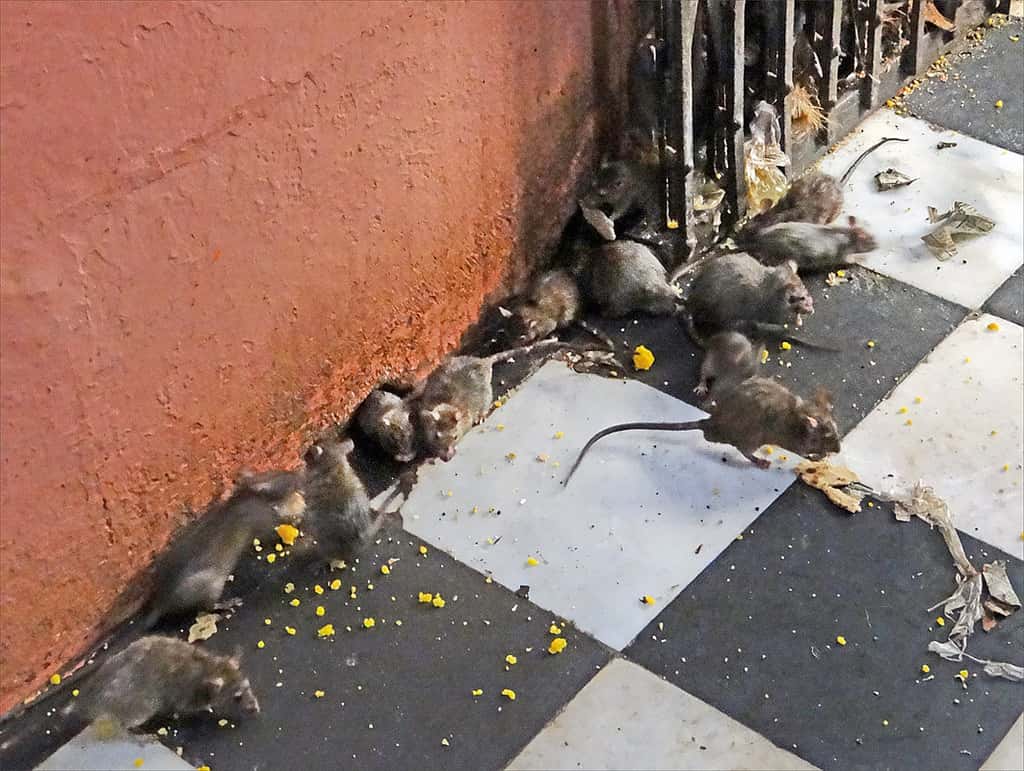 在這裡，人們信奉的是老鼠！歡迎來到印度「老鼠廟」