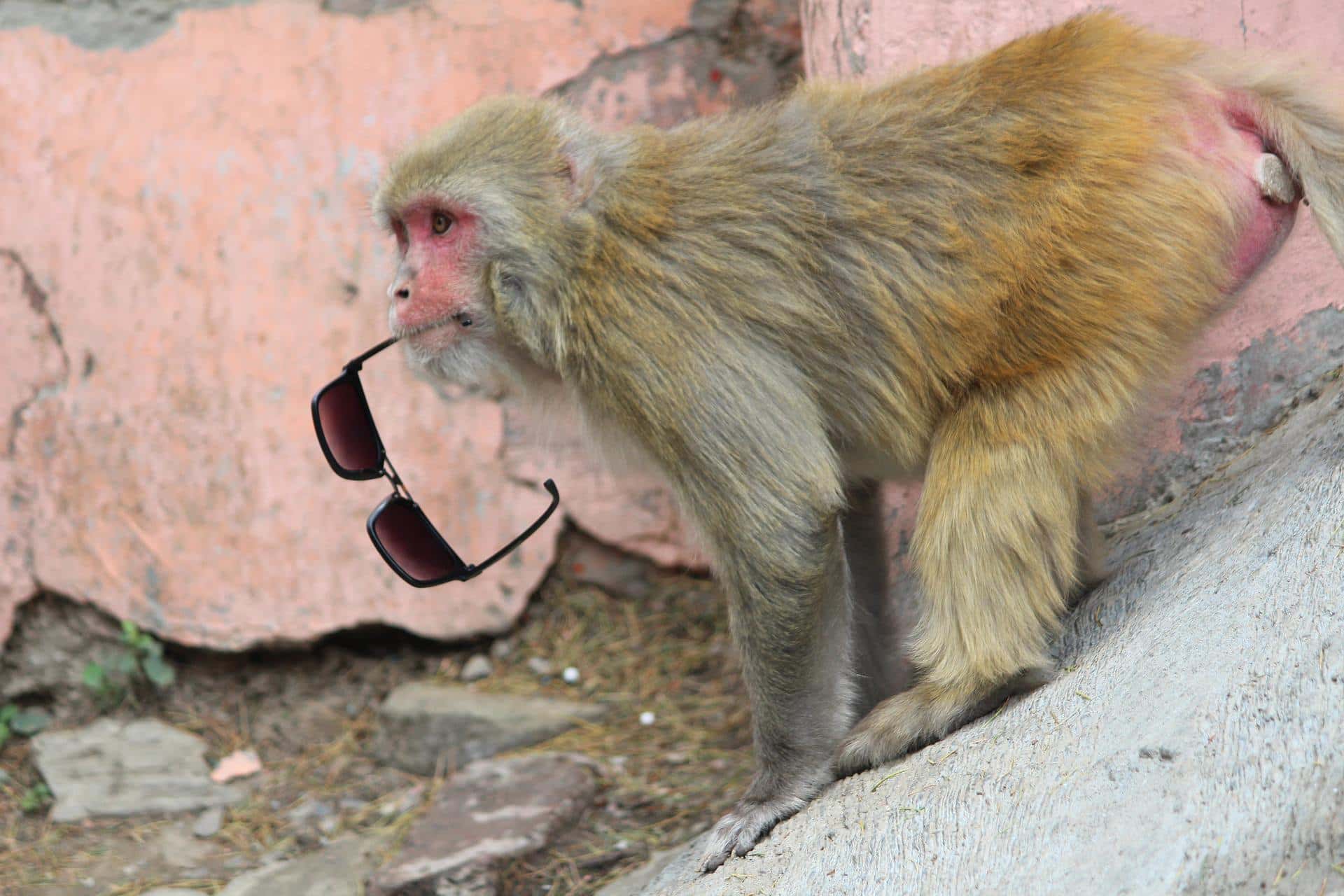搶食物、撕文件樣樣來！印度市區「猴滿為患」